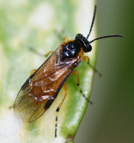 Réf. 261 709 : Athalia cordata